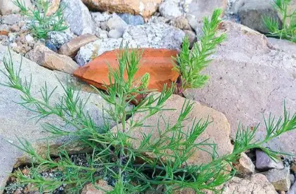 瓜类种植技术教学_瓜种植技术与管理_梢瓜种植技术
