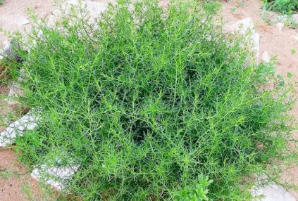 瓜种植技术与管理_瓜类种植技术教学_梢瓜种植技术