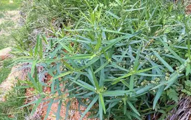 瓜类种植技术教学_梢瓜种植技术_瓜种植技术与管理