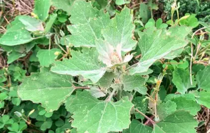 梢瓜种植技术_瓜种植技术与管理_瓜类种植技术教学