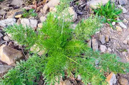 瓜种植技术与管理_瓜类种植技术教学_梢瓜种植技术