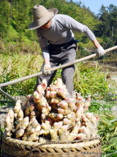 藠头的腌制方法