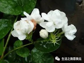 老人说：“家有2花和2树，容易发财致富”，各养1棵更好，很吉利