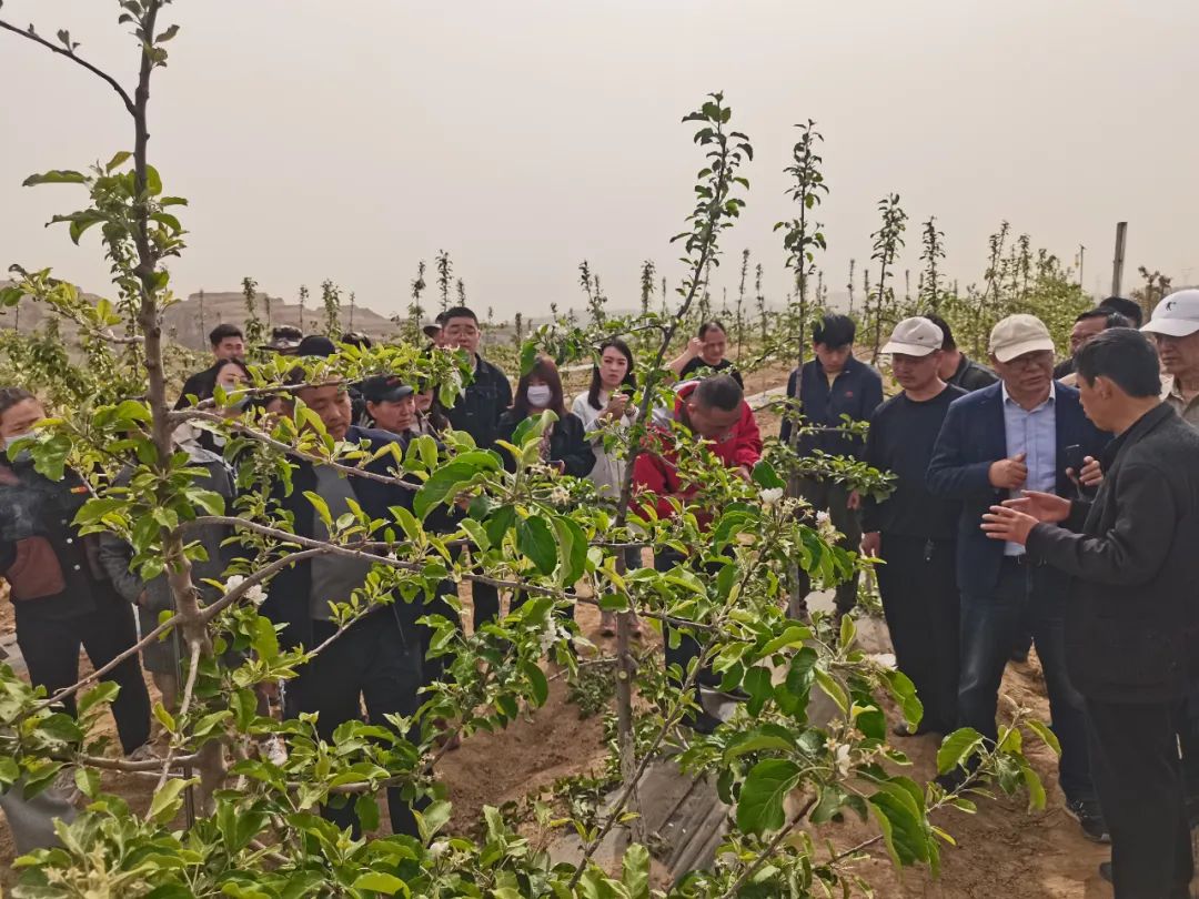 科技来助农 培育致富果—绥德县山地苹果高效发展培训会在郝家桥举办