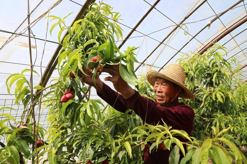 种植油蟠桃致富_种植油蟠桃利润怎么样_致富种植蟠桃油好吗