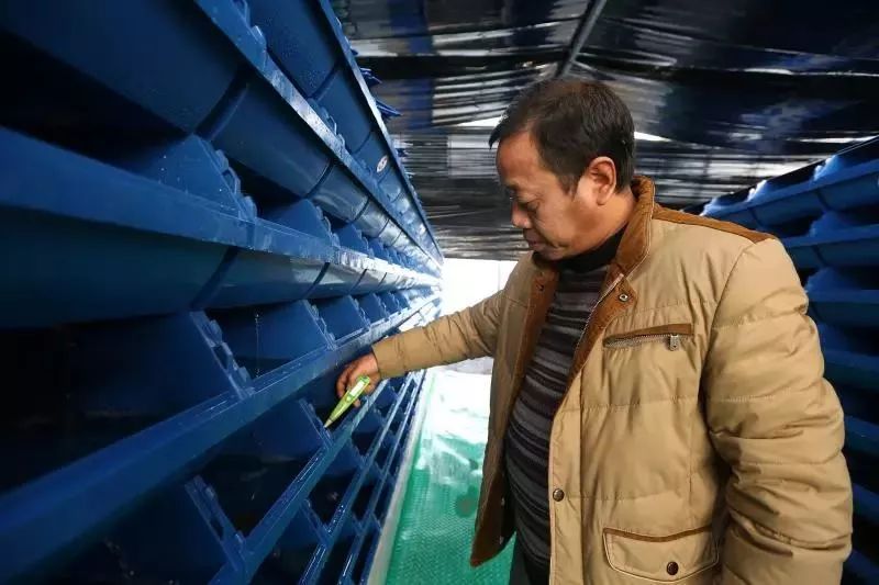 梭子蟹室内养殖技术_养梭子蟹技术大全_室内养殖梭子蟹的设备