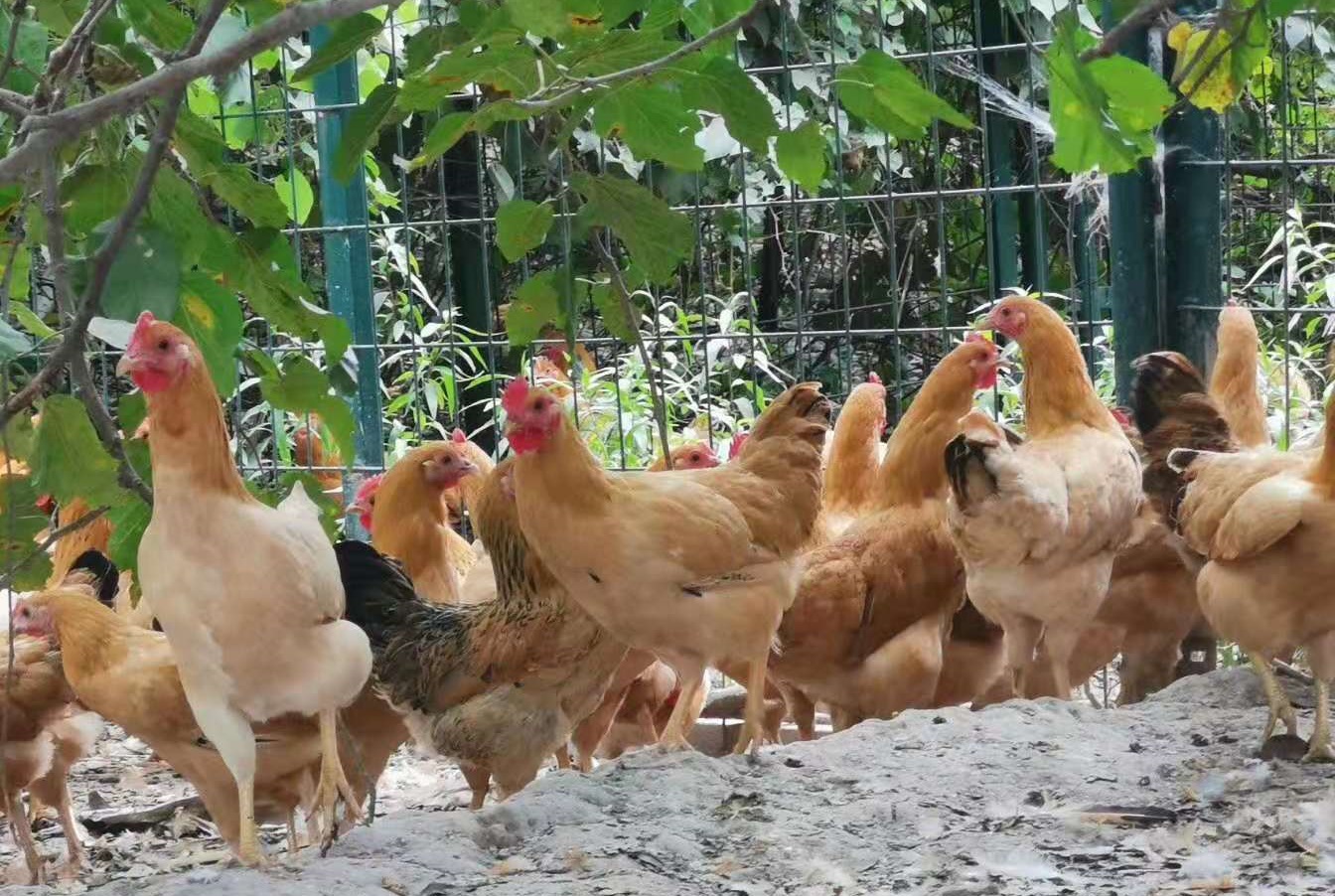 养殖土鸡技术培训_养殖土鸡的技术_养殖土鸡技术和鸡舍建设