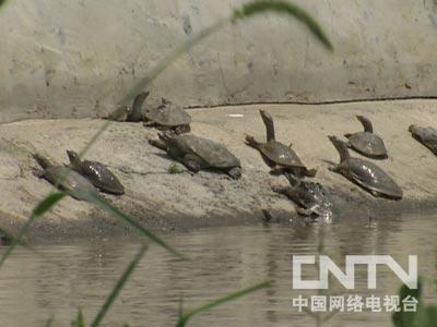 致富经仿生态养殖甲鱼_生态甲鱼养殖致富_致富养殖生态甲鱼图片