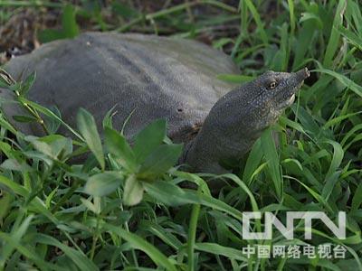 致富养殖生态甲鱼图片_生态甲鱼养殖致富_致富经仿生态养殖甲鱼
