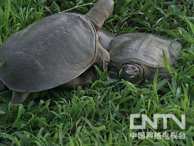 致富经仿生态养殖甲鱼_生态甲鱼养殖致富_致富养殖生态甲鱼图片