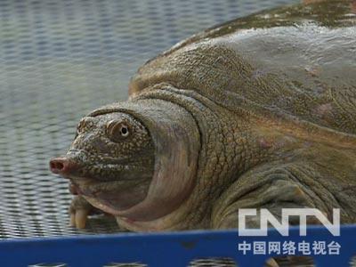 生态甲鱼养殖致富_致富经仿生态养殖甲鱼_致富养殖生态甲鱼图片