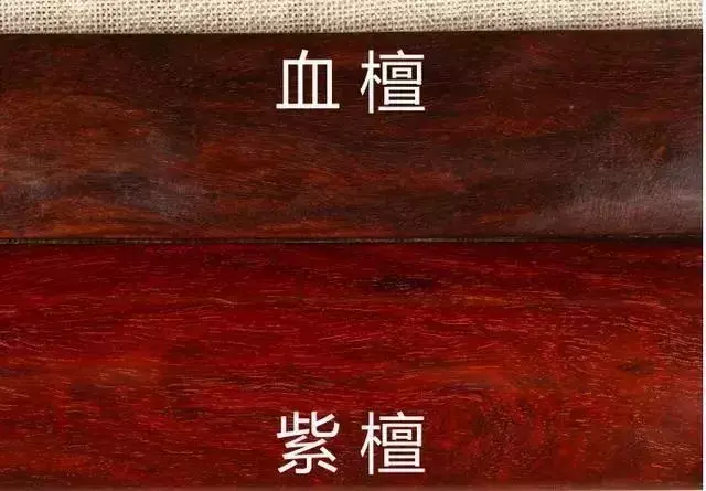 养殖刺猬赚钱吗_致富经刺猬养殖_养殖刺猬致富骗局