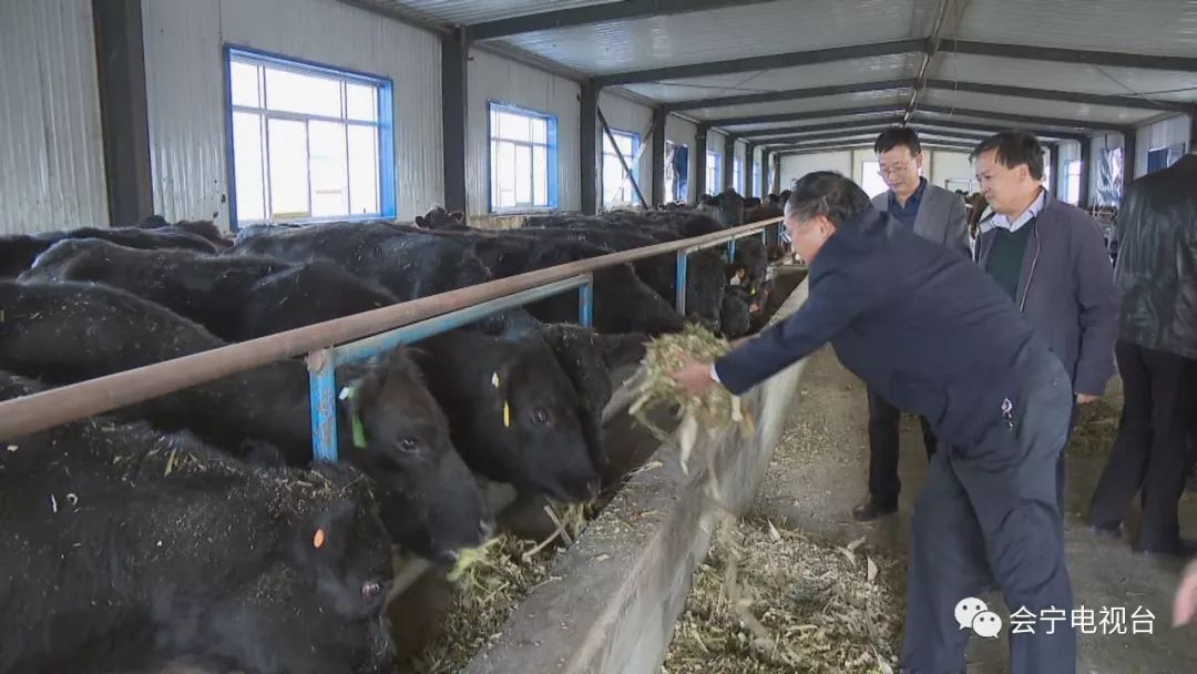 安格斯肉牛养殖 致富_安格斯肉牛养殖基地_安格斯牛养殖前景
