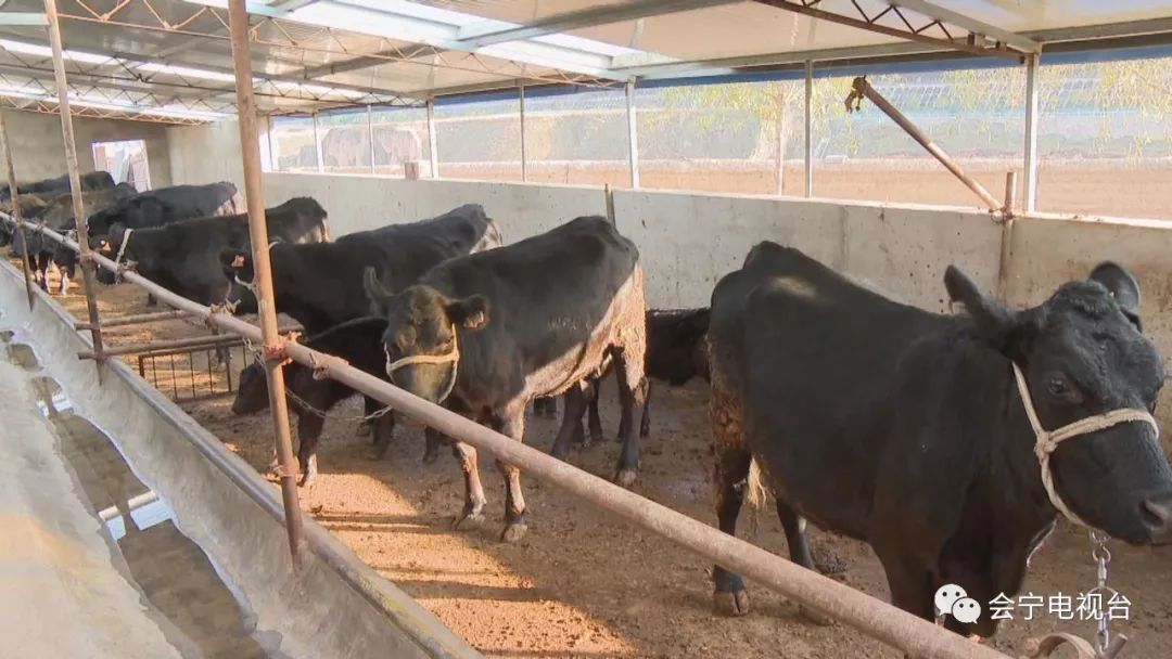 安格斯肉牛养殖 致富_安格斯牛养殖前景_安格斯肉牛养殖基地