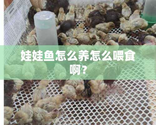 娃娃鱼怎么养怎么喂食啊？