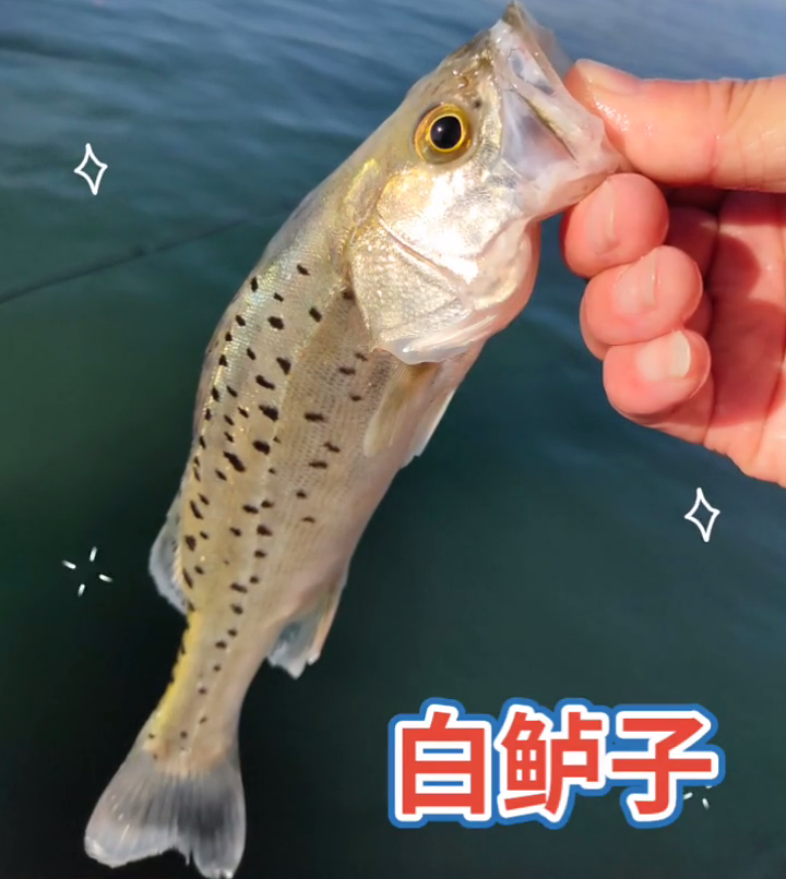 七星养殖鲈鱼技术要求_七星鲈鱼养殖基地_七星鲈鱼养殖技术