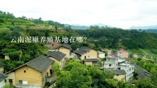 云南泥鳅养殖基地在哪？