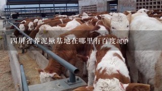 4川省养泥鳅基地在哪里有百度app