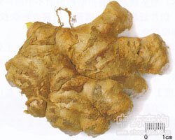 生姜的功效与作用