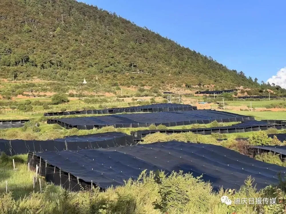 适合东北种植的羊肚菌种_东北种植羊肚菌致富新闻_东北地区适合种植羊肚菌吗