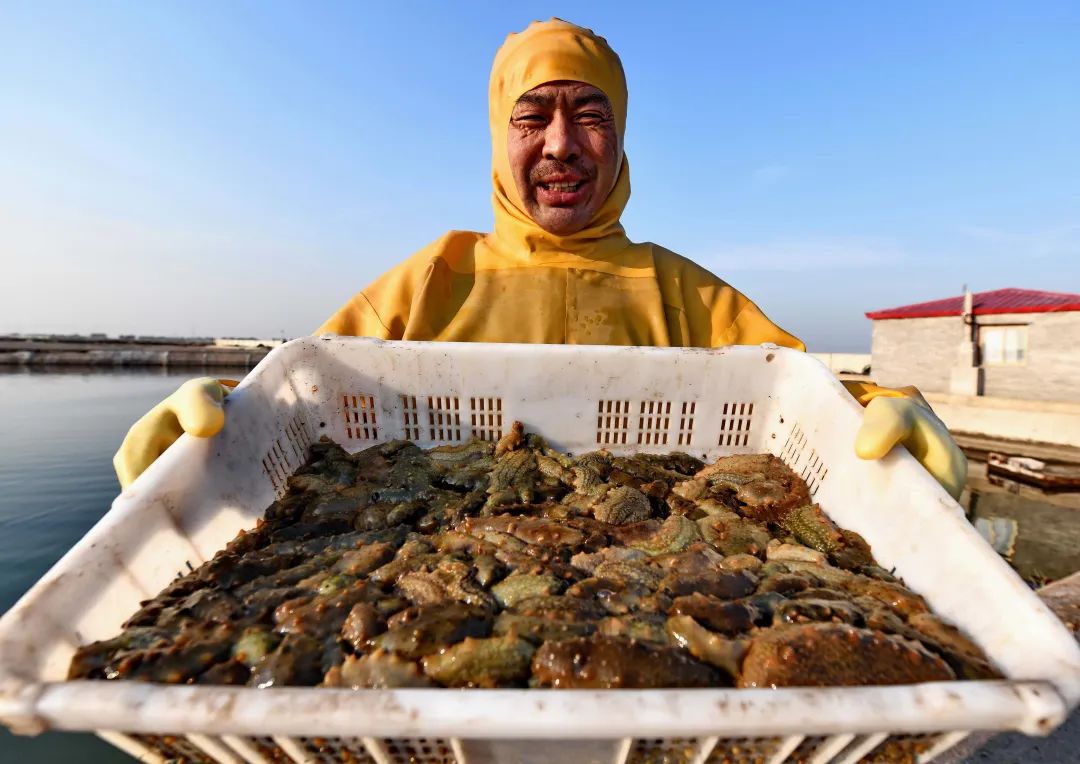 大棚海叁养殖技术_大棚海水养殖项目_大棚海参养殖怎样能提高产量