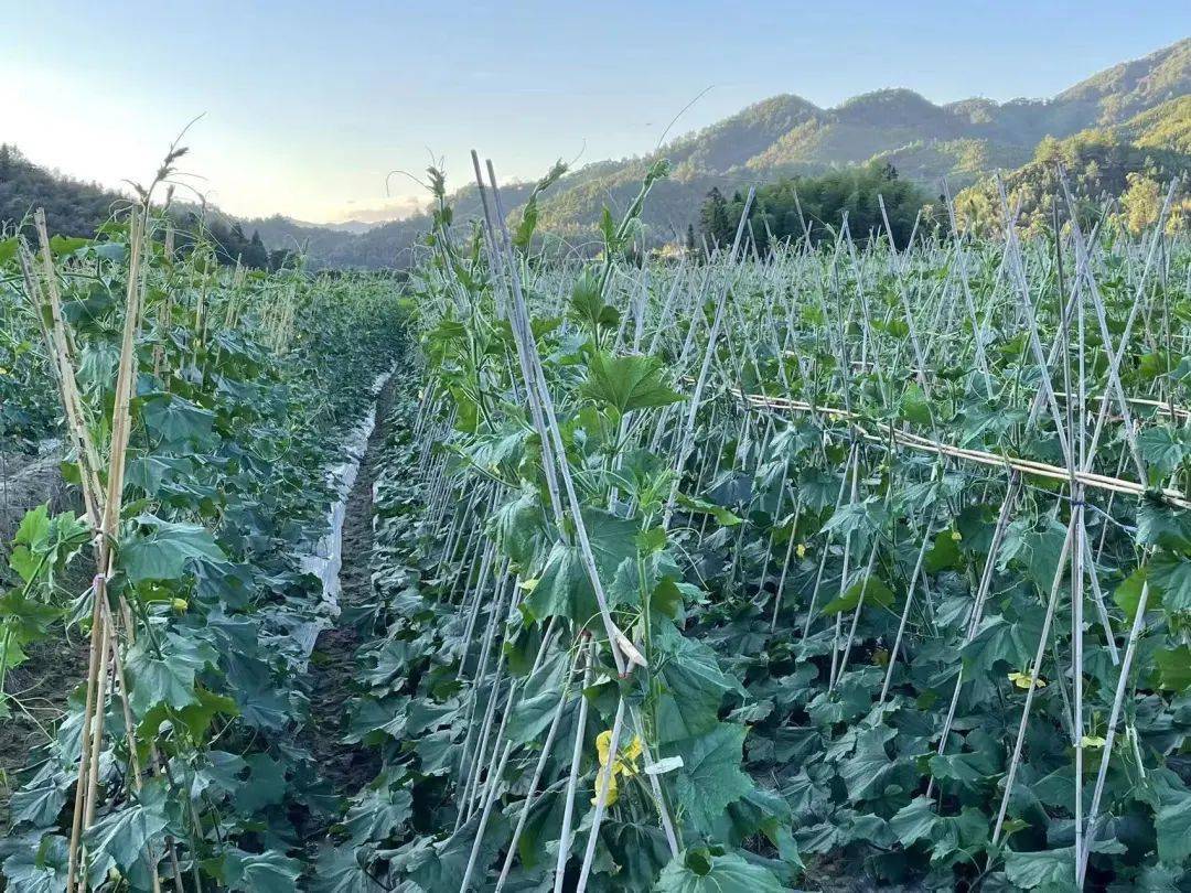 致富养殖新型家庭项目有哪些_致富养殖新型家庭项目简介_家庭新型养殖致富项目