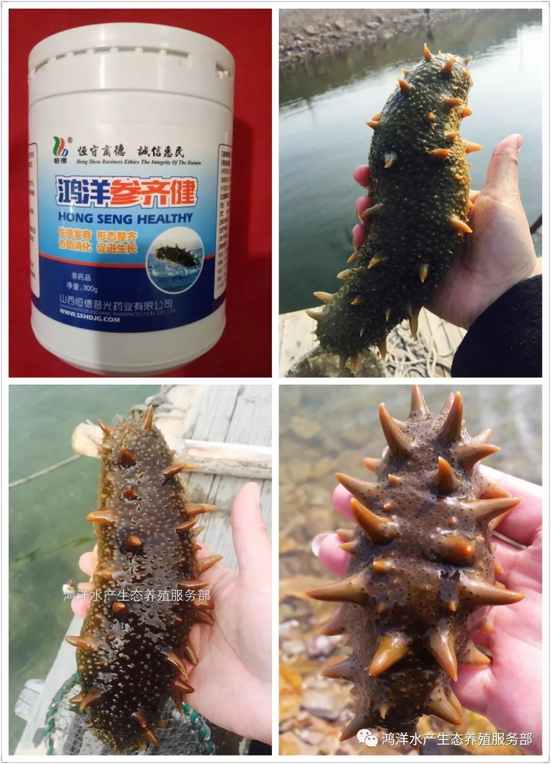 大棚海叁养殖技术_大棚海参养殖怎样能提高产量_大棚海水养殖项目
