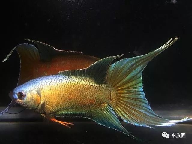 致富经养金鱼的视频_金鱼致富大王养殖方法_金鱼大王养殖金鱼致富