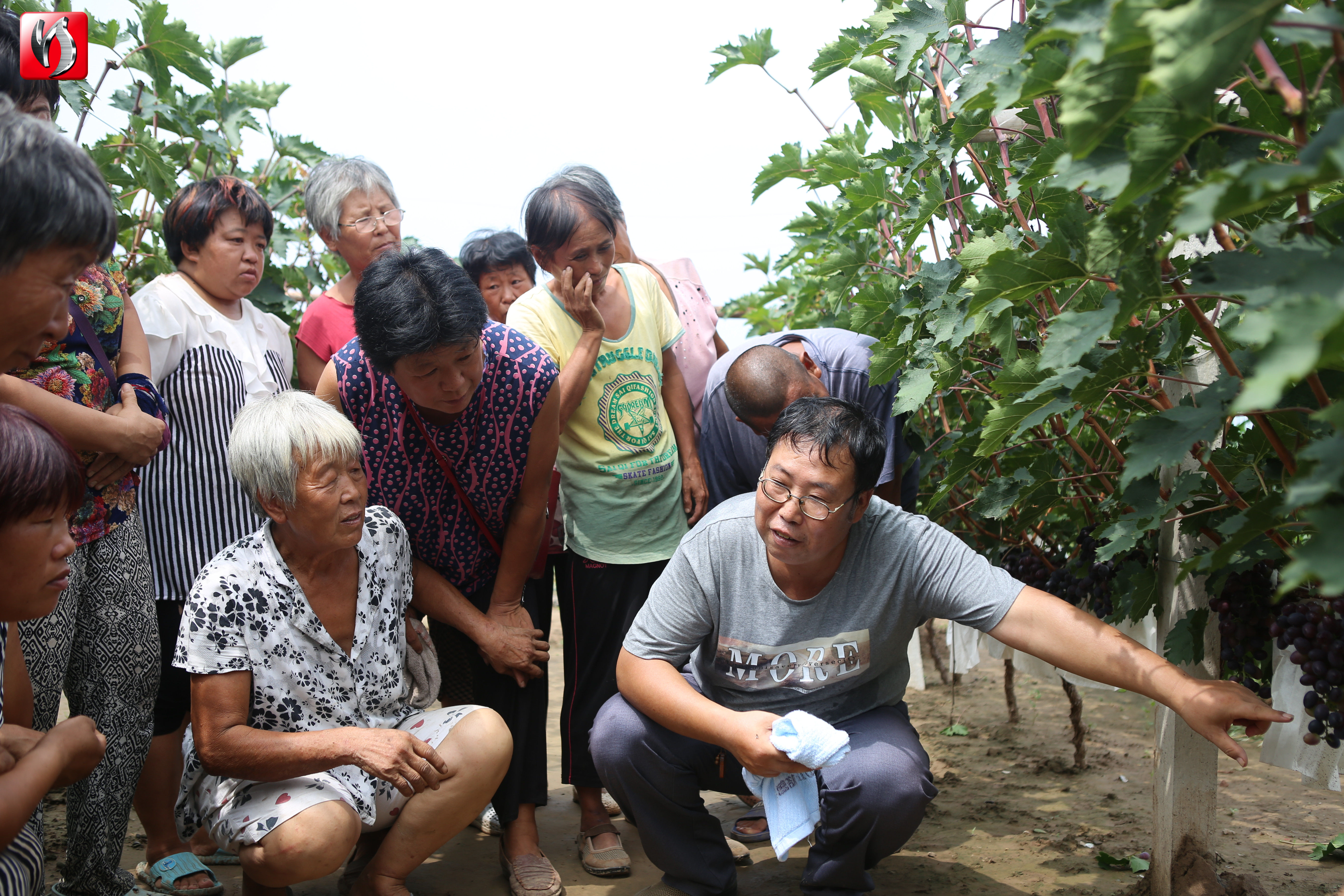 太子参种植成为群众致富_种太子参赚钱吗_太子参种植是骗局吗
