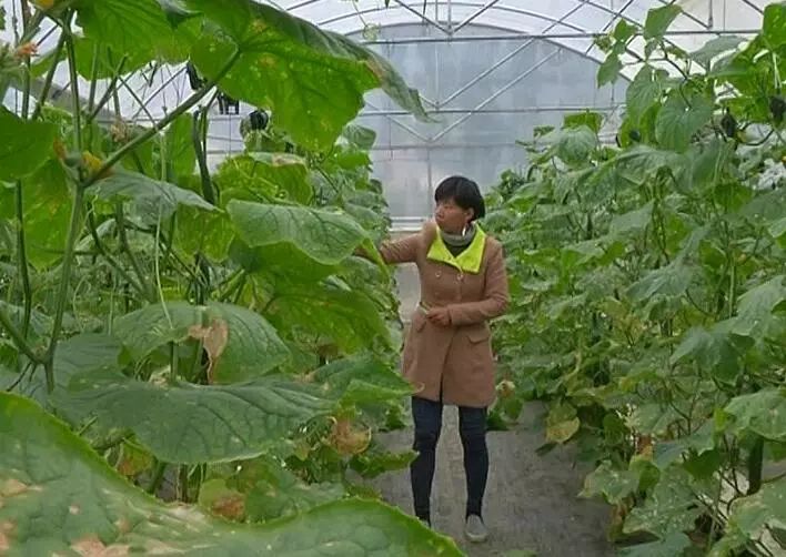 黄玉西瓜怎么挑_黄玉西瓜种植技术_黄瓤西瓜种植
