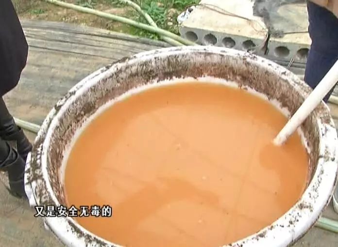 黄玉西瓜种植技术_黄瓤西瓜种植_黄玉西瓜怎么挑