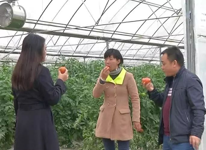 黄瓤西瓜种植_黄玉西瓜怎么挑_黄玉西瓜种植技术