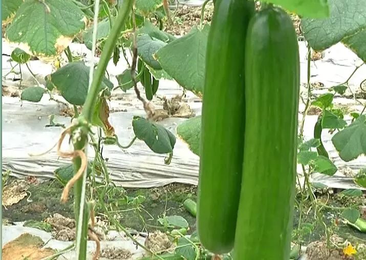 黄瓤西瓜种植_黄玉西瓜种植技术_黄玉西瓜怎么挑
