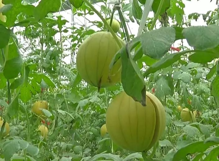 黄玉西瓜怎么挑_黄玉西瓜种植技术_黄瓤西瓜种植