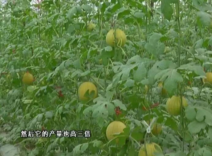 黄玉西瓜怎么挑_黄玉西瓜种植技术_黄瓤西瓜种植
