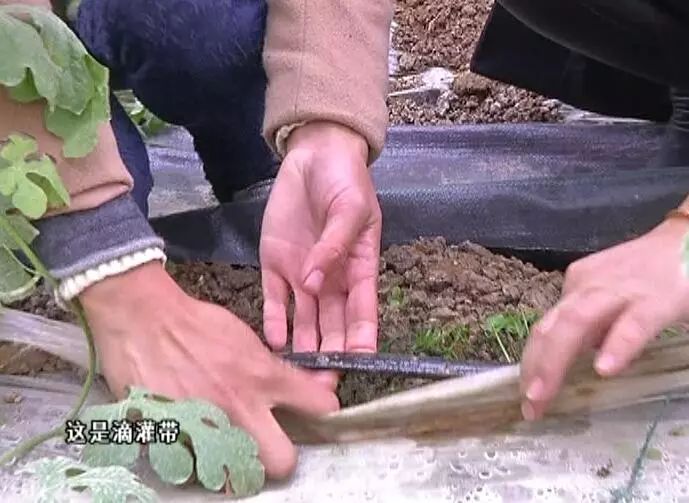 黄玉西瓜种植技术_黄玉西瓜怎么挑_黄瓤西瓜种植