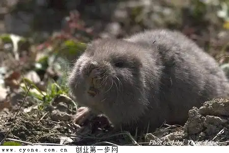 竹鼠养殖技术 竹鼠养殖视频