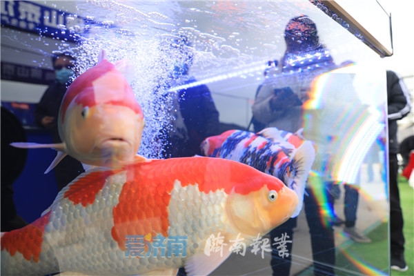 致富经金鱼养殖视频_金鱼大王养殖金鱼致富_致富经金鱼