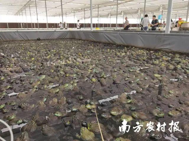 养殖牛蛙技术培训_养殖牛蛙技术培训视频教程_牛蛙养殖养殖技术