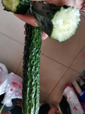 大棚种植黄瓜技术视频_黄瓜种植视频大棚_大棚黄瓜种植技术和管理视频