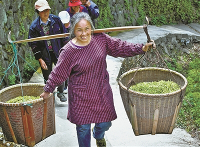 致富种植白茶好吗_白茶种植致富_致富种植白茶怎么样