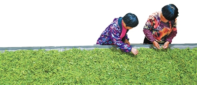 白茶种植致富_致富种植白茶好吗_致富种植白茶怎么样