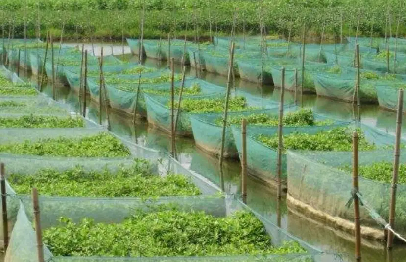 一线技术分享！进鳝鱼苗前应该做那些准备及放苗流程？