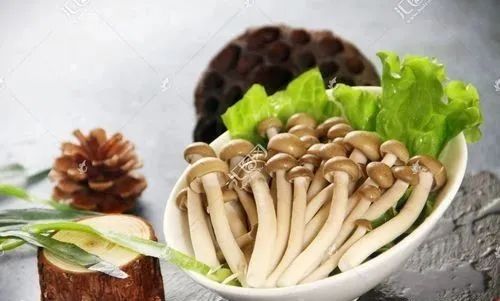 致富科学种植项目有哪些_种植致富新项目_科学种植致富项目