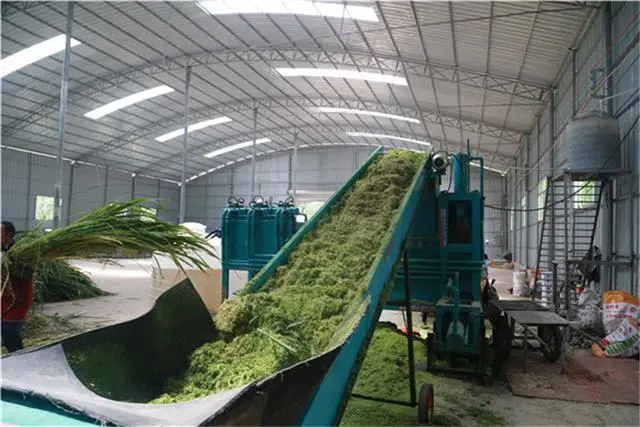 种植蘑菇致富的人_种植蘑菇发家致富_蘑菇种植赚钱吗