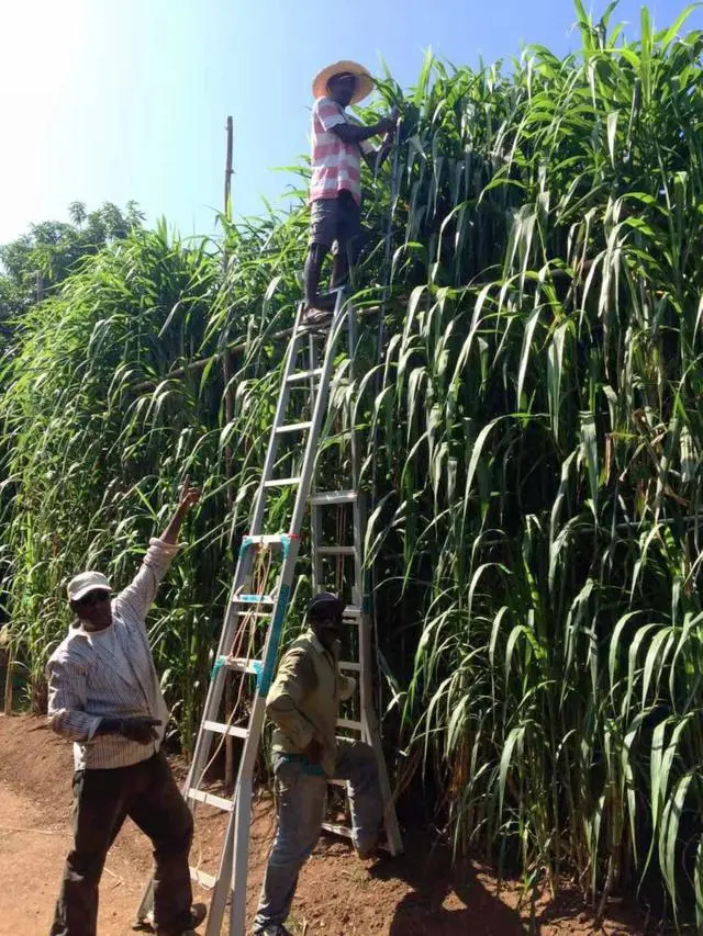 蘑菇种植赚钱吗_种植蘑菇发家致富_种植蘑菇致富的人