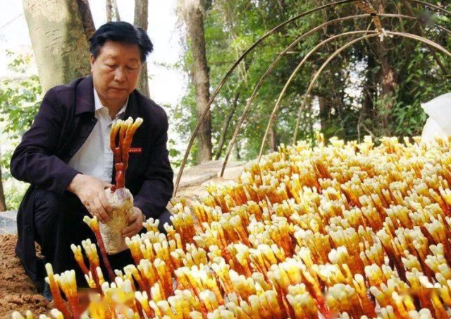 种植蘑菇致富的人_种植蘑菇发家致富_蘑菇种植赚钱吗
