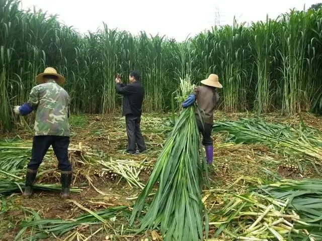 蘑菇种植赚钱吗_种植蘑菇致富的人_种植蘑菇发家致富