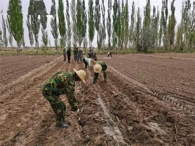 蘑菇种植赚钱吗_种植蘑菇发家致富_种植蘑菇致富的人