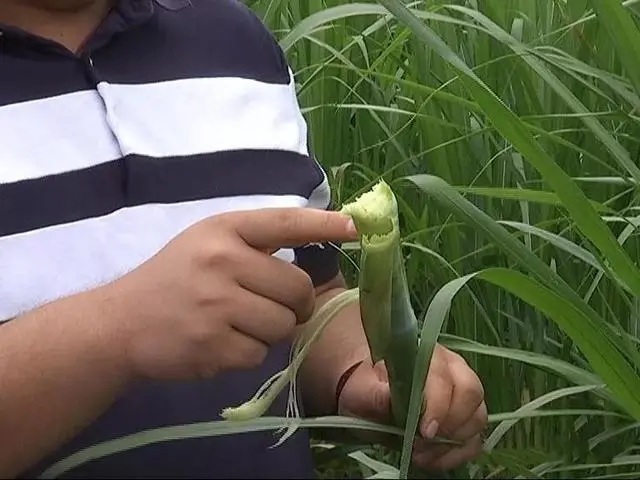 种植蘑菇发家致富_蘑菇种植赚钱吗_种植蘑菇致富的人
